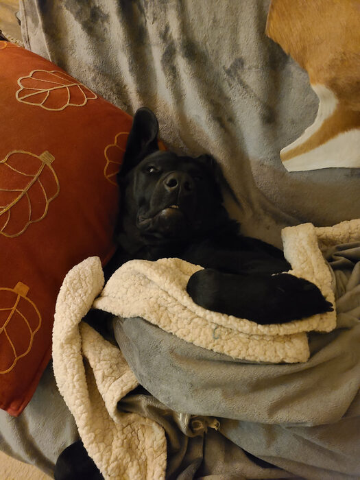 Cedric, Dec 2022