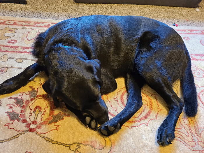 Cedric, Feb 2021