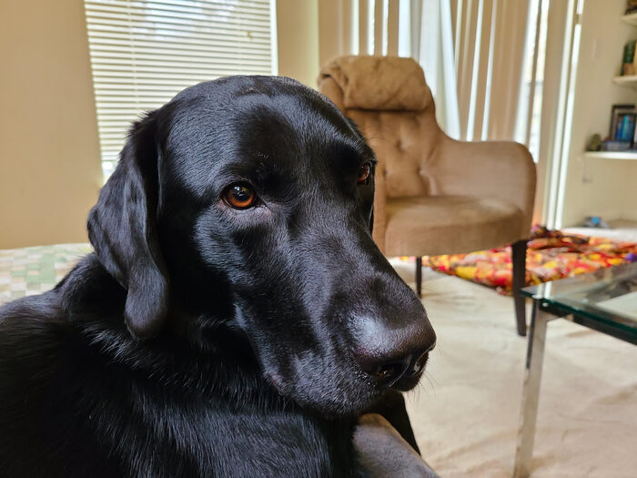 Cedric, Feb 2021