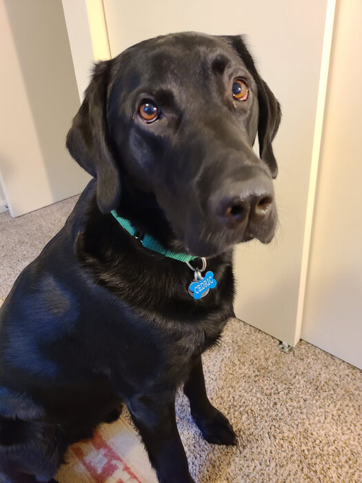 Cedric, Feb 2021