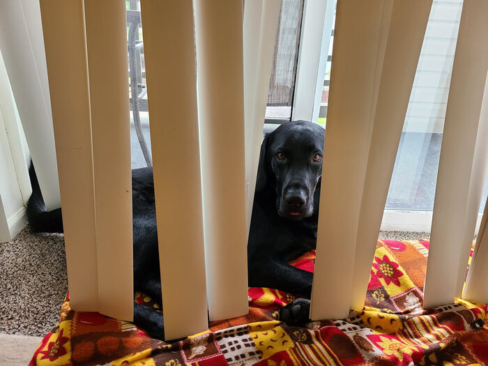 Cedric, Feb 2021