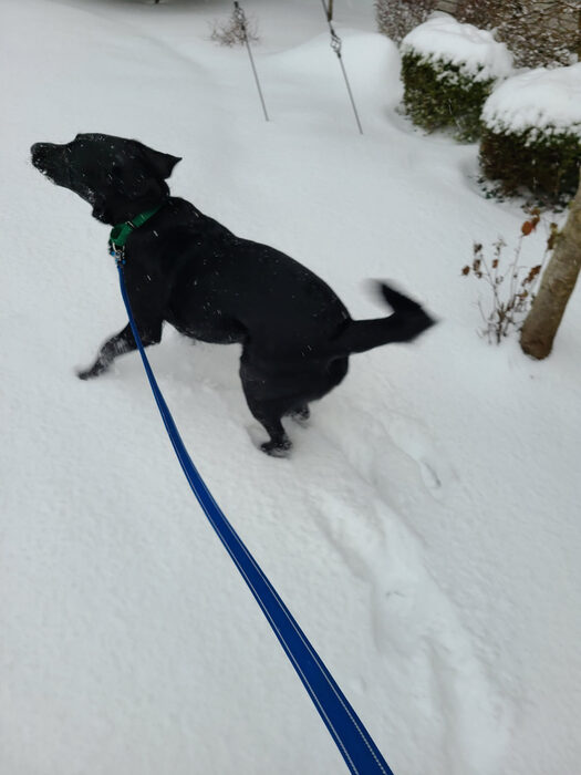 Cedric, Feb 2021