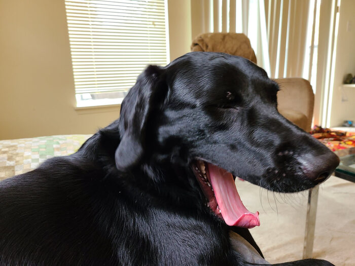 Cedric, Feb 2021