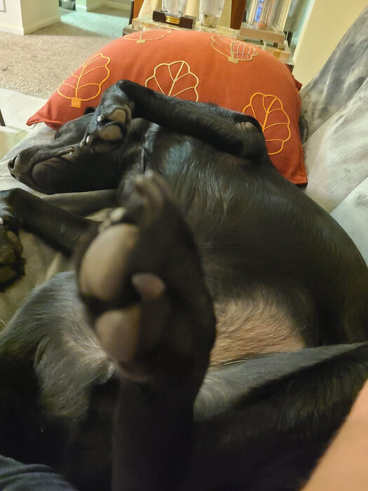 Cedric, Dec 2021
