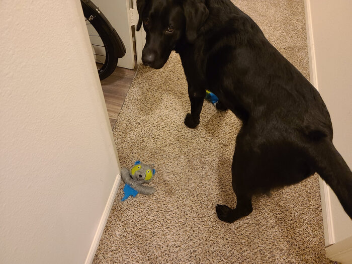 Cedric, Jan 2021