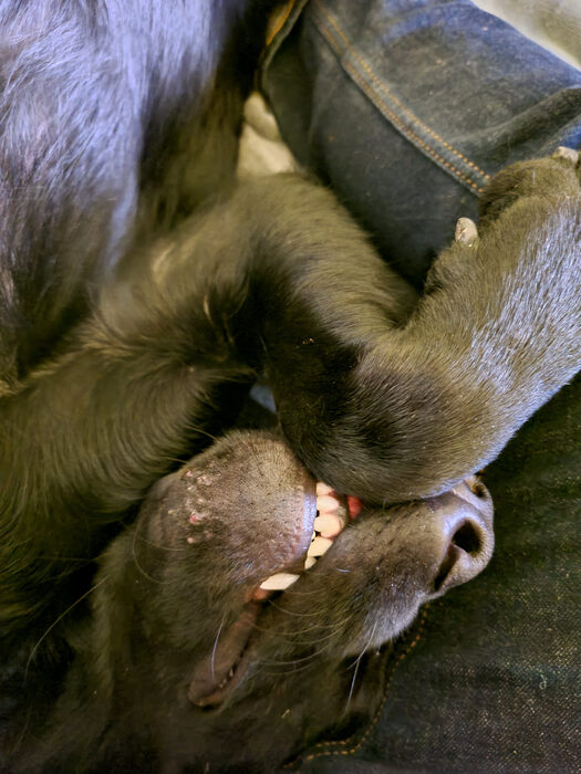 Cedric, Nov 2021