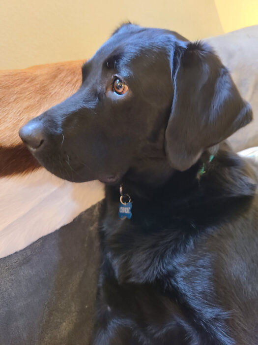 Cedric, Feb 2021
