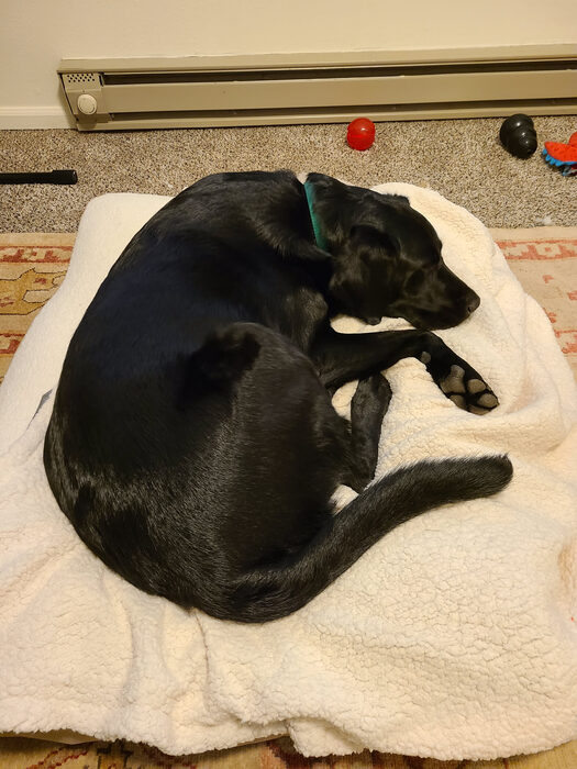 Cedric, Feb 2021