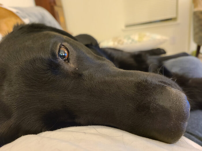 Cedric, Feb 2021
