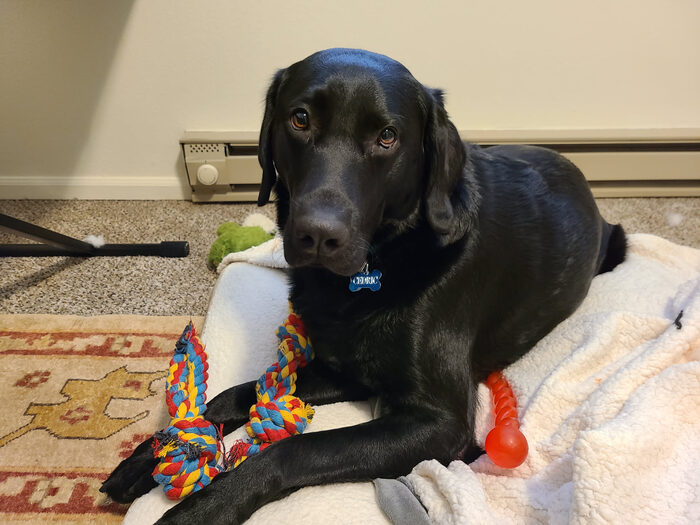 Cedric, Feb 2021