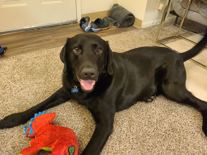 Cedric, Feb 2021