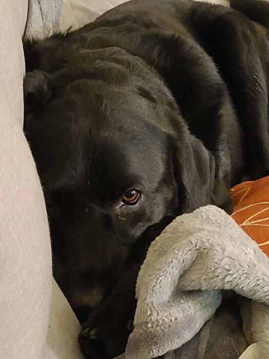 Cedric, Feb 2023
