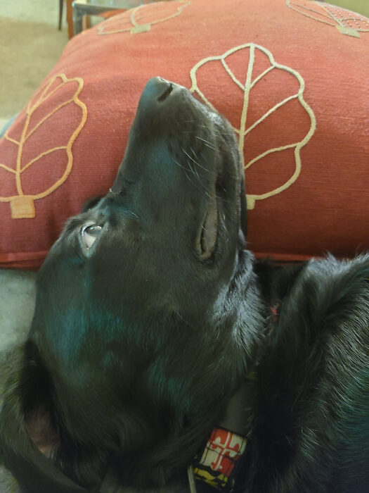 Cedric, Dec 2021