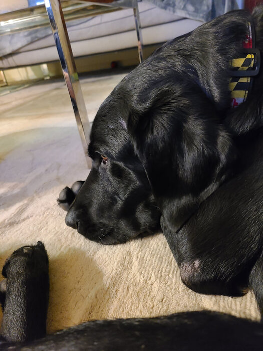 Cedric, Oct 2021