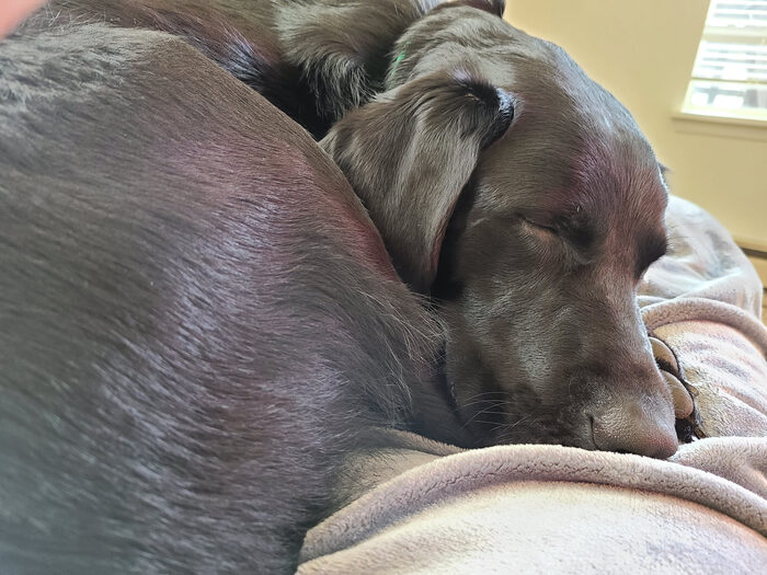Cedric, Feb 2021
