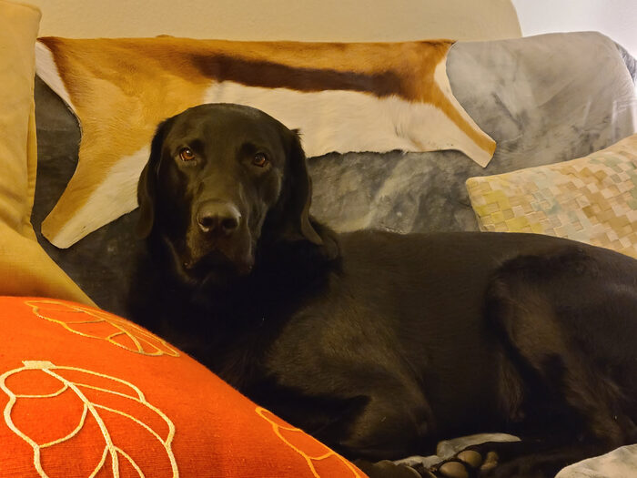 Cedric, Jan 2021