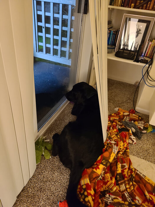 Cedric, Feb 2021
