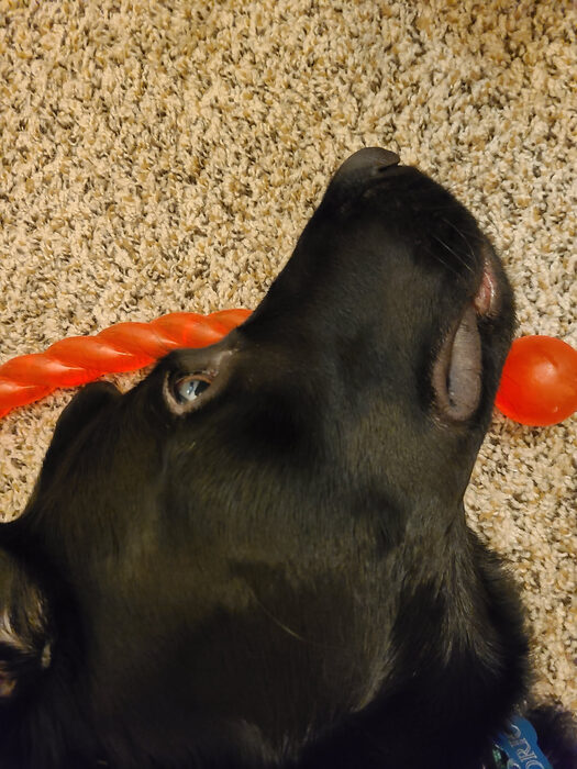 Cedric, Feb 2021