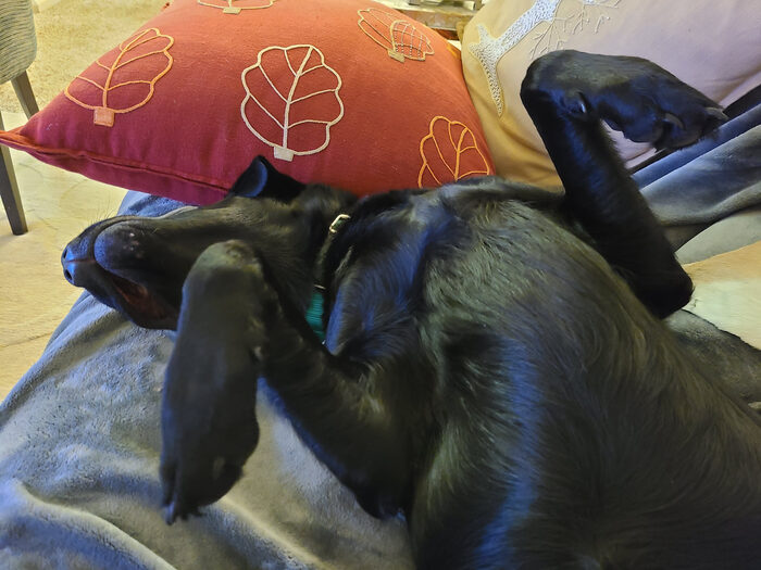 Cedric, Feb 2021