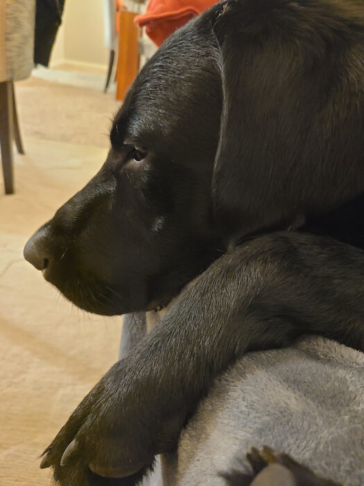 Cedric, Jan 2021