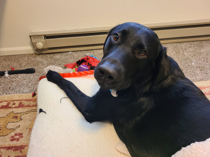 Cedric, Feb 2021