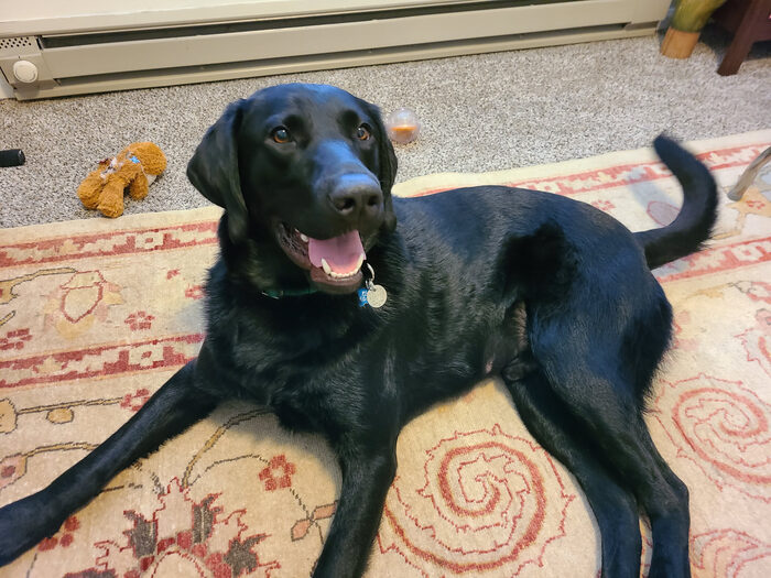 Cedric, Feb 2021