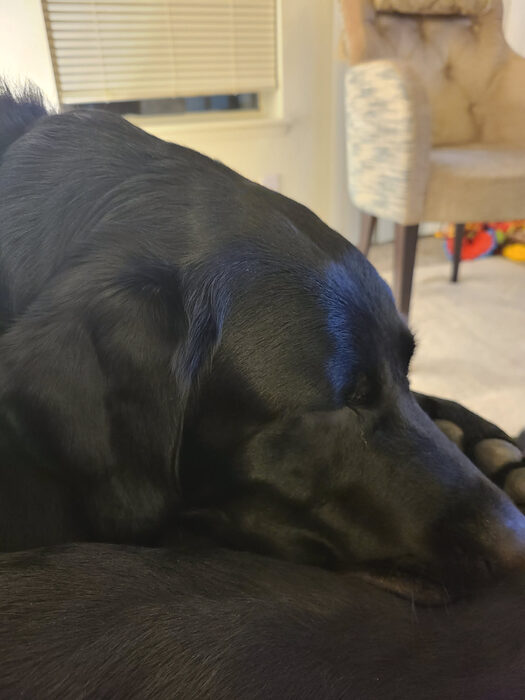 Cedric, Feb 2021