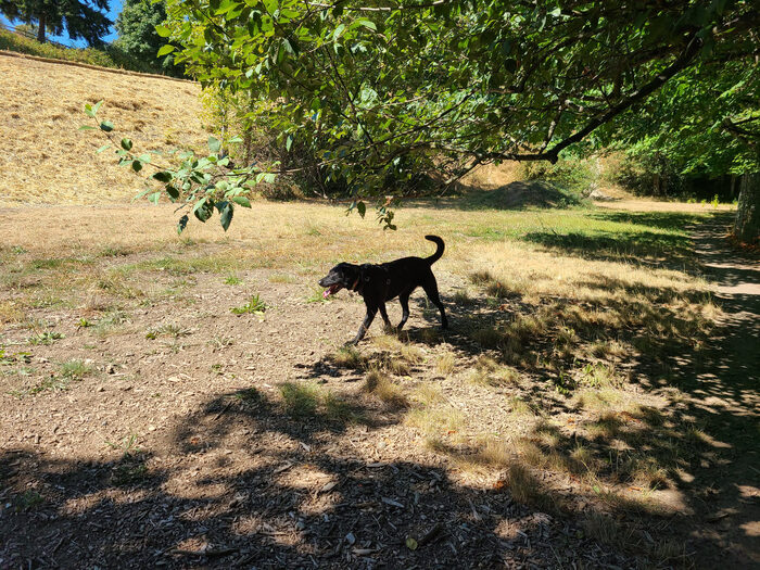 Cedric, Aug 2021