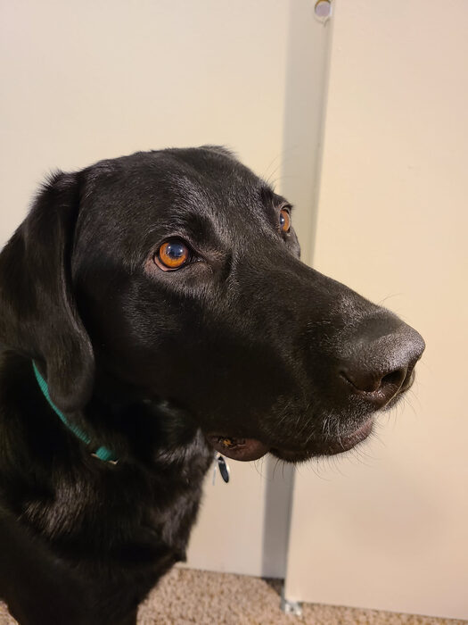 Cedric, Feb 2021