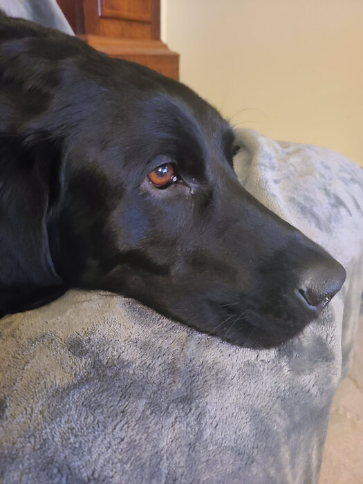 Cedric, Feb 2023