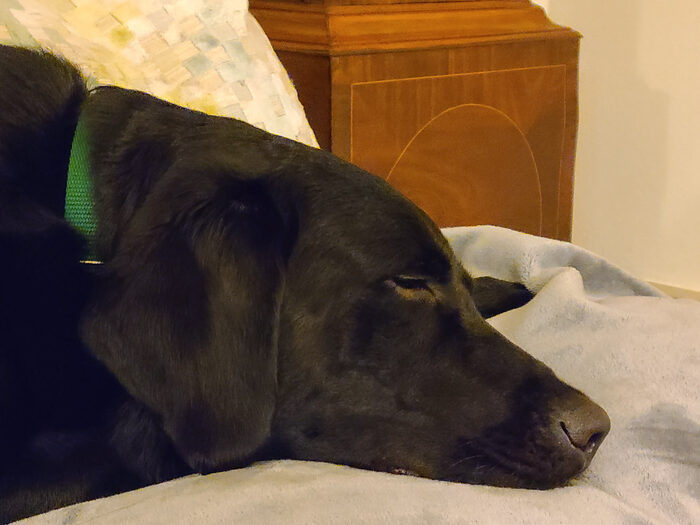 Cedric, Feb 2021